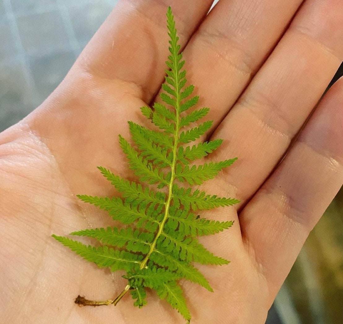 Fern Arches Earrings
