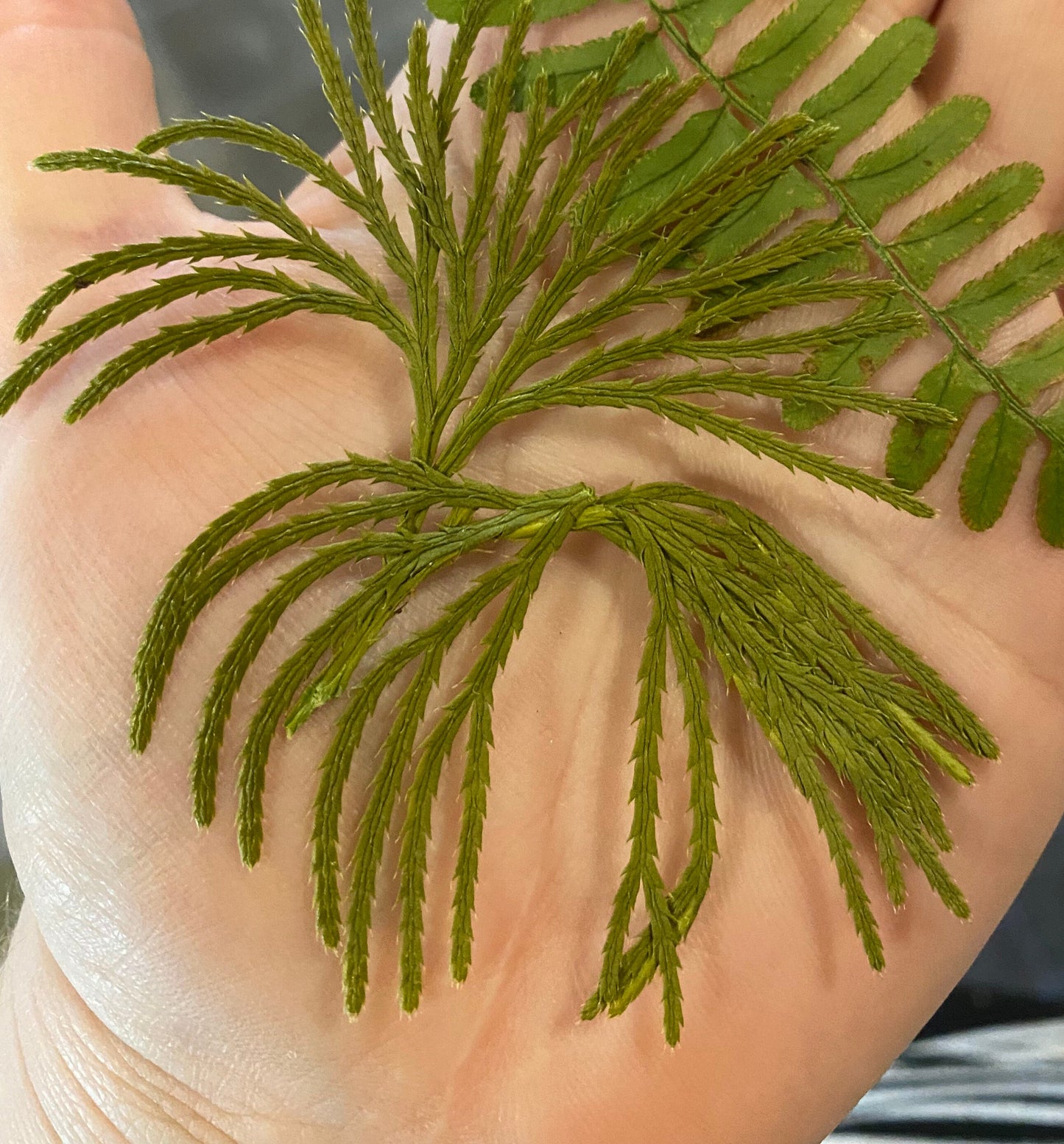 Ground Cedar Arches Earrings