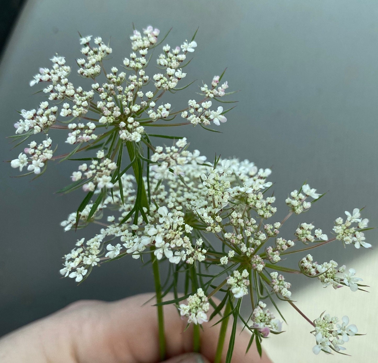 Honeycomb Queen Anne's Lace Earrings