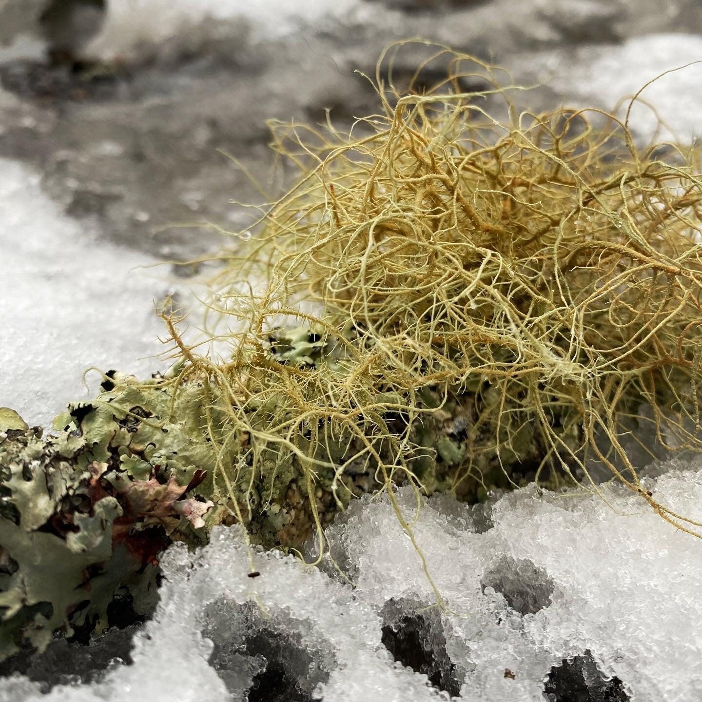 Lichen and resin gold plated cuff links
