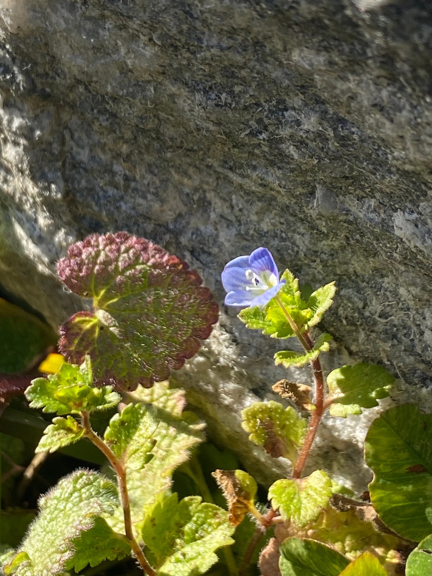 Honeycomb White Speedwell Earrings