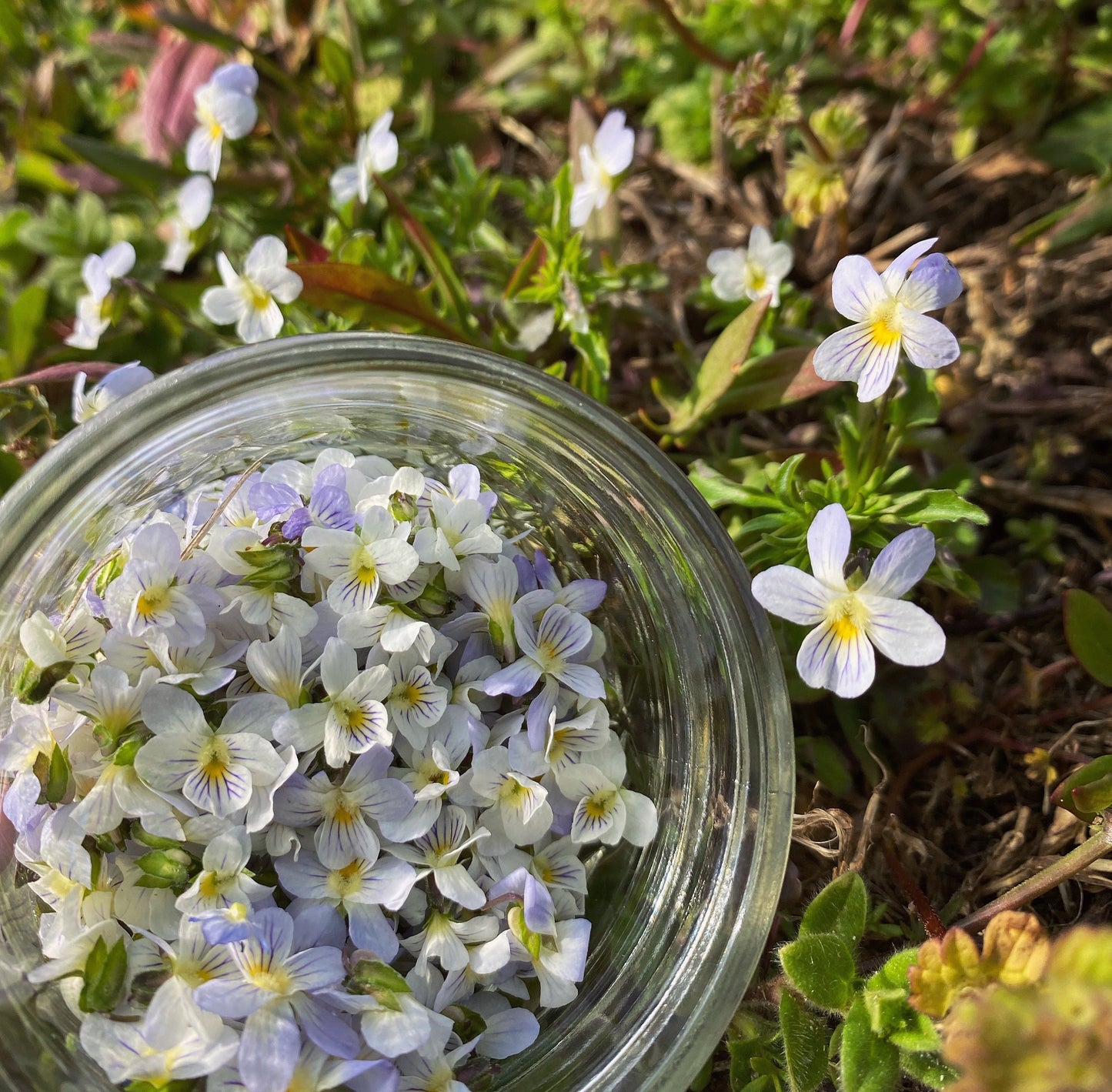 Field Pansy Hoops