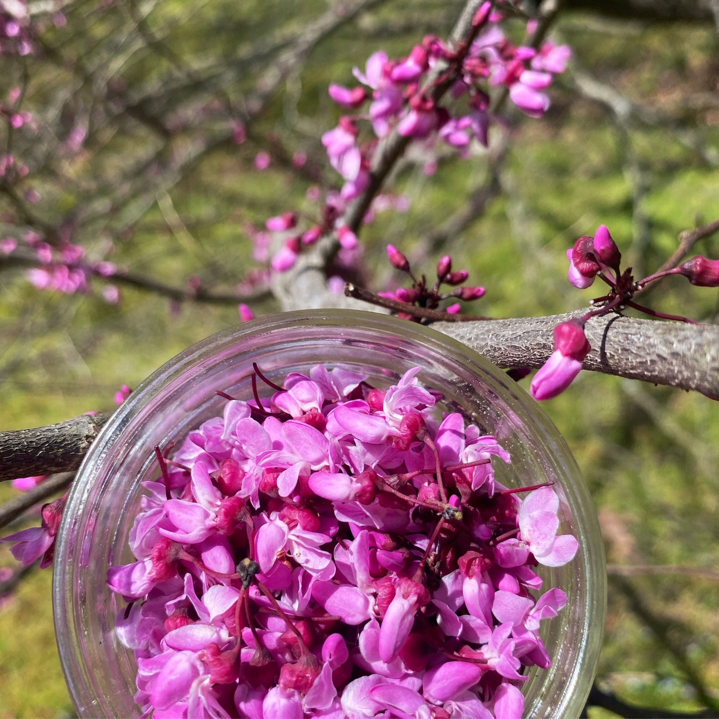 Honeycomb Redbud Earrings