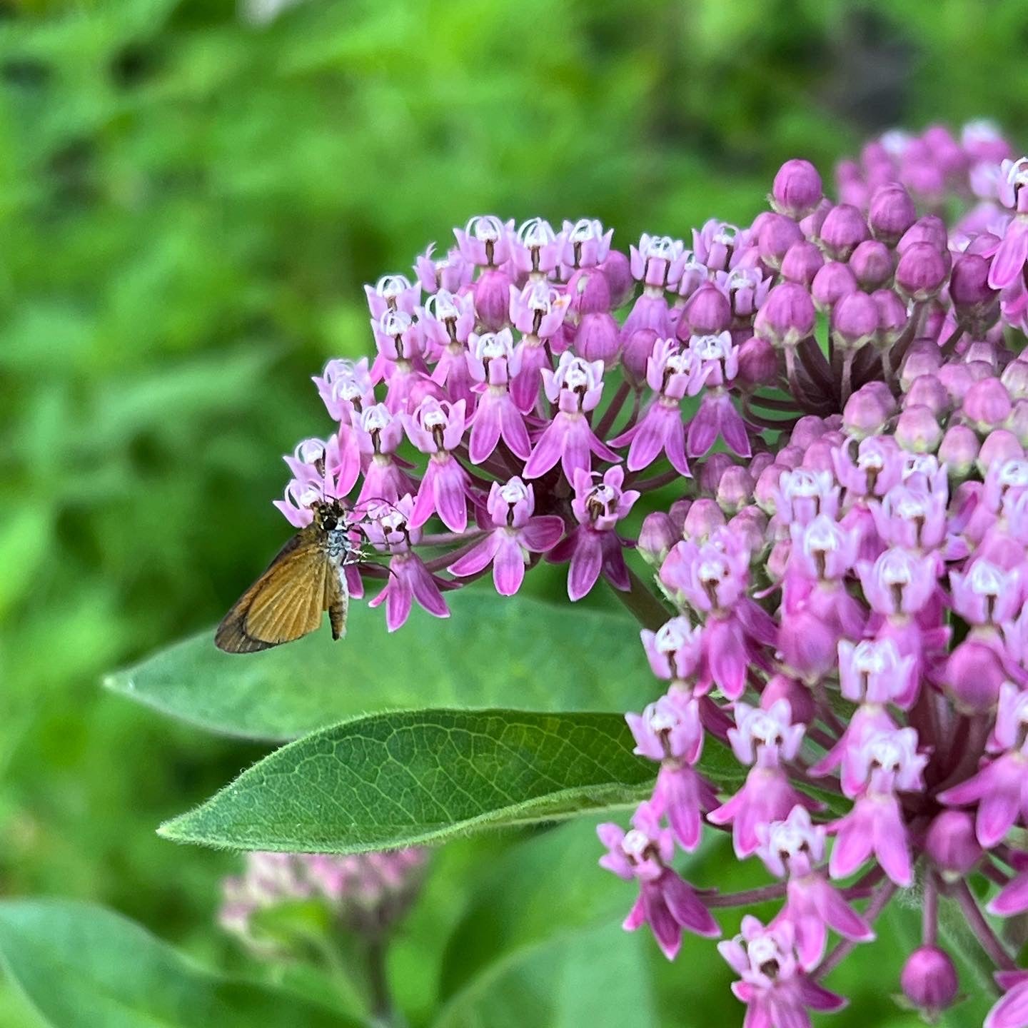 Summer Pollinator Collection